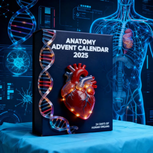 2025 Anatomy Advent Calendar